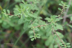 Phyllanthus maderaspatensis